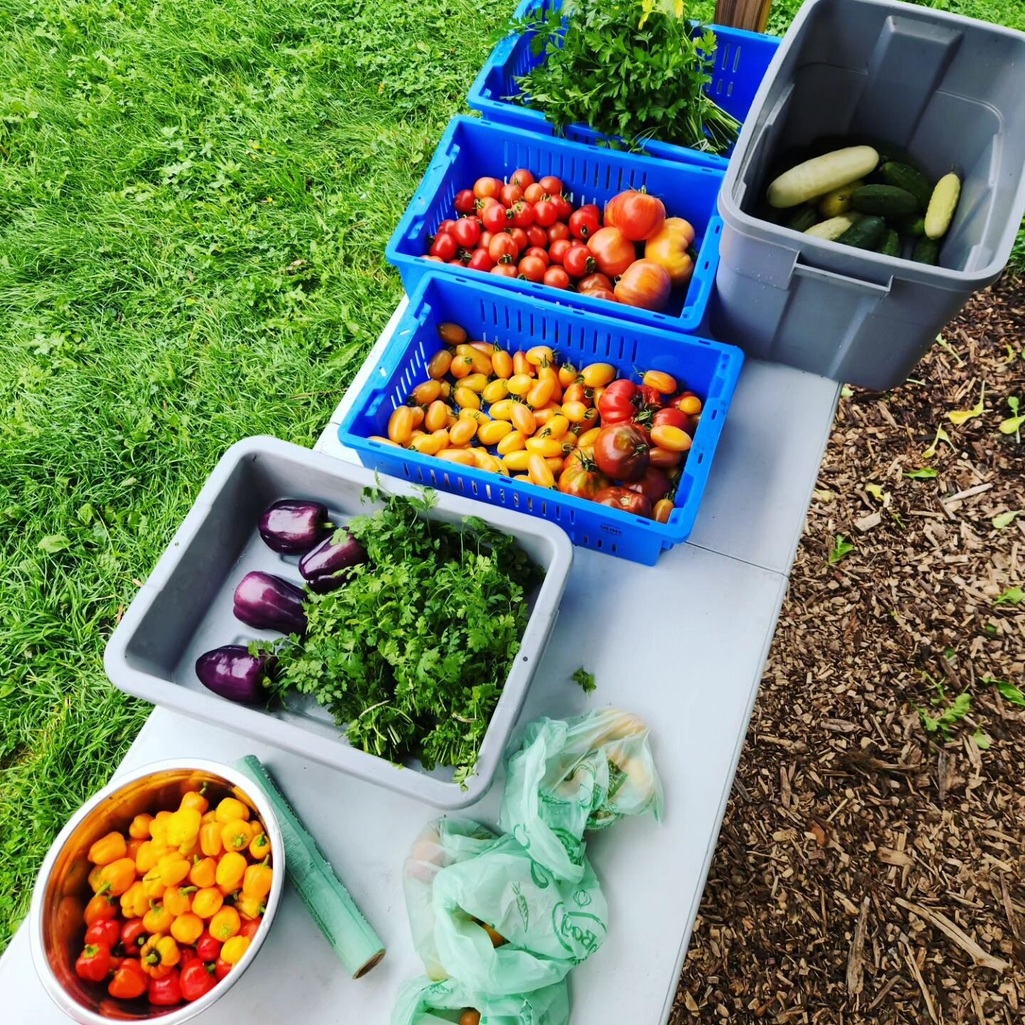 Working our way to the end of the season. One last CSA box on Wednesday, and then that's a wrap!
.
.
.
#endoftheseason #csaboxes #csa #farmseason #fall