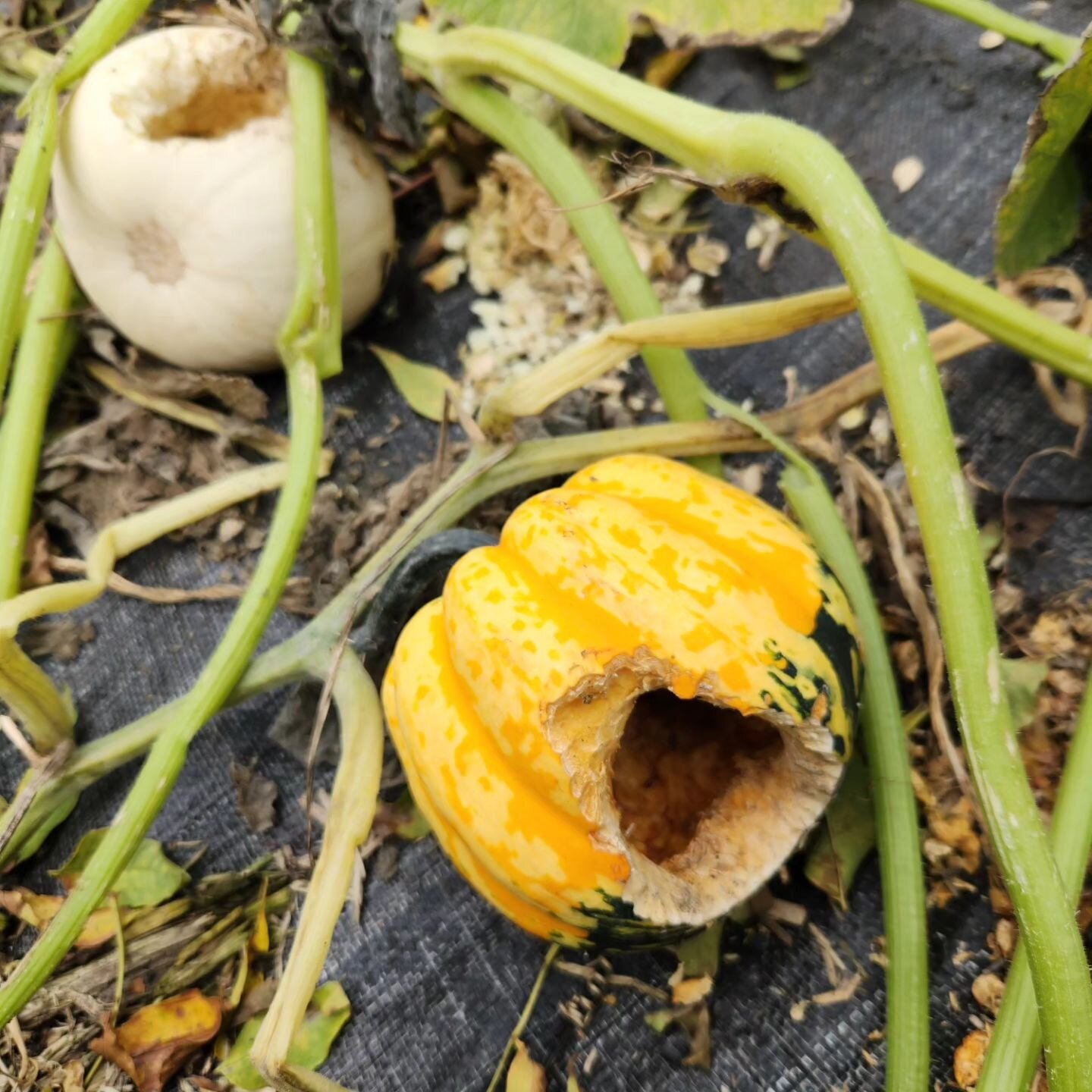 It's been a tough year for pests in the garden. Rodents (mostly rabbits, I assume) have been aggressive this fall, cutting down my Swiss chard and beets and hollowing out my squash. Cabbage moths have aggressively destroyed my cabbage, cauliflower. T