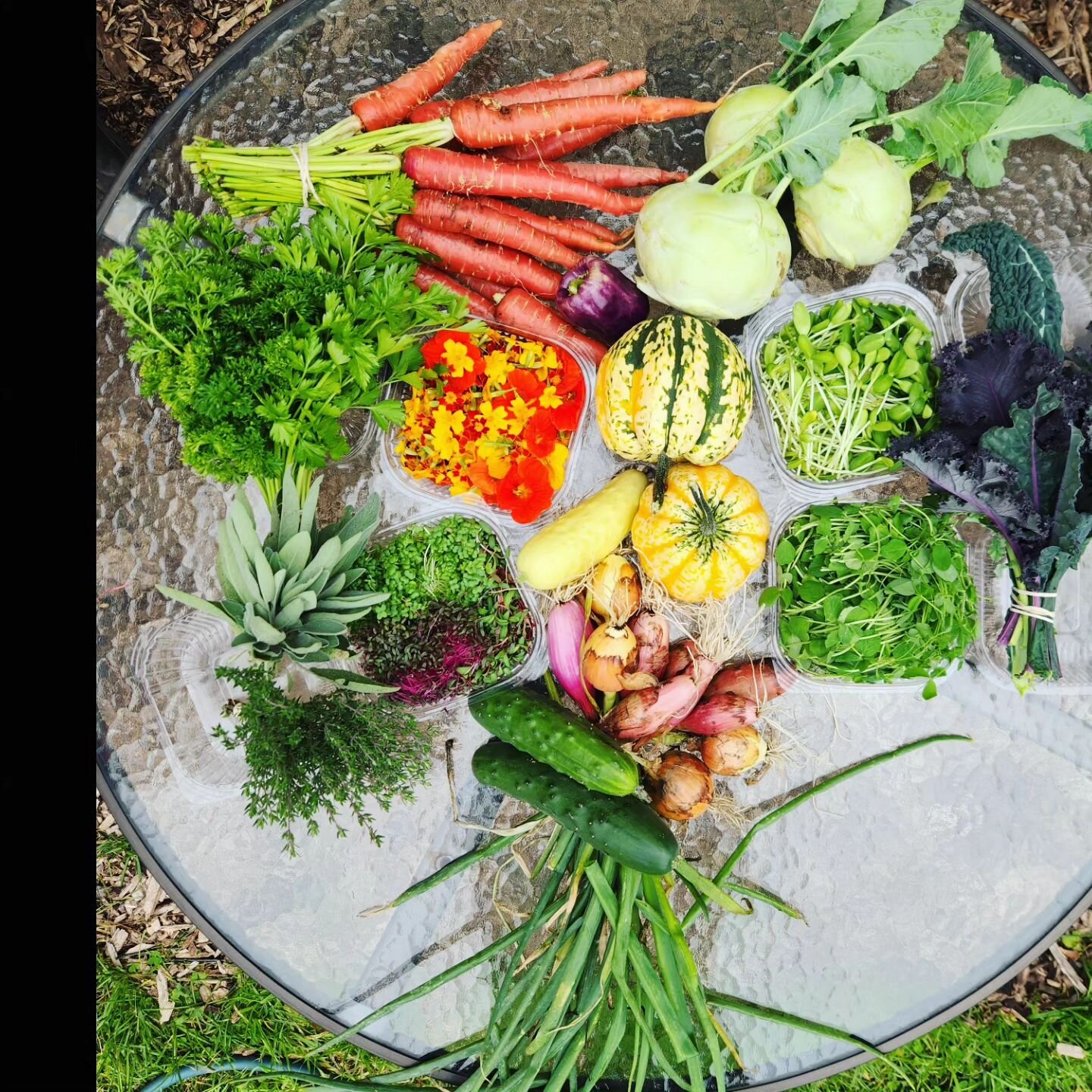 THE LAST CSA BOX OF 2023!!! It's a big one:
Edible Flowers
Cucumber
Carrots
Kale
Kohlrabi
Onion &amp; Shallots
Parsley
Pea Shoots
Purple Sweet Pepper
Microgreen Sampler 
 - Amaranth, Swiss 
  Chard &amp; Mustard
Sage
Sunflower Shoots
Thyme
Winter Sq