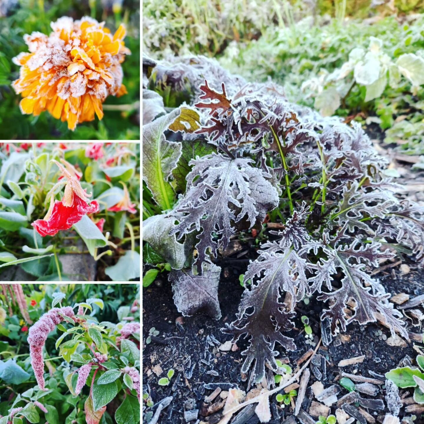The frost got us! Now it really feels final. The season is over. Thank youso much to all my CSA members, helpers who came out the farm to help harvest, and everyone out there rooting for me. You make it all possible!
.
There's still clean up to be do